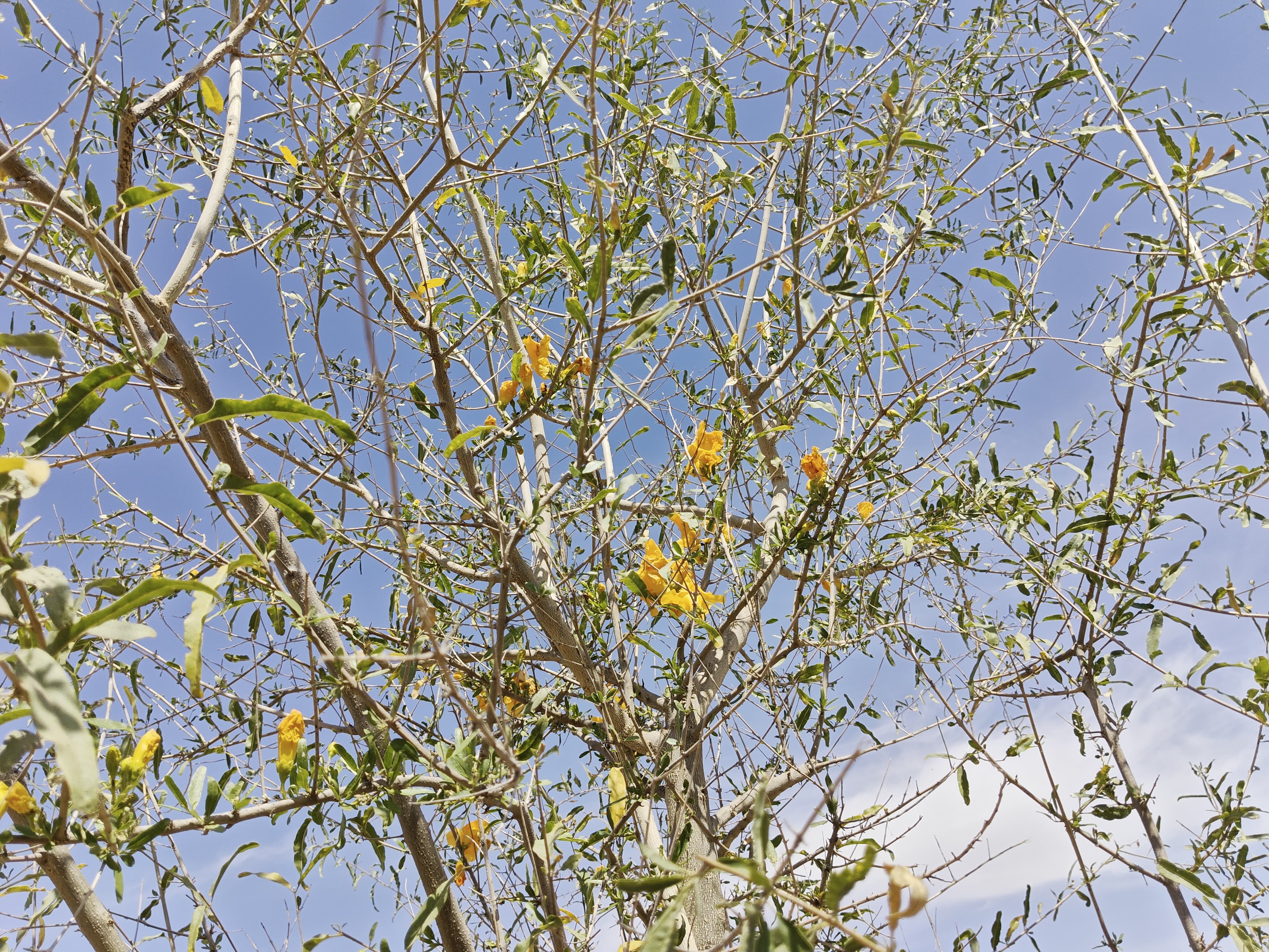 Compensatory Afforestation